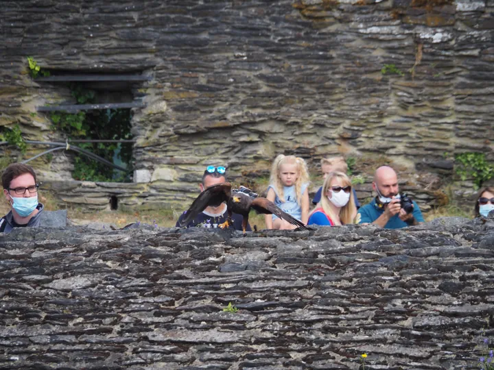 Birds of prey show at Chateau de La Roche-en-Ardenne (Belgium)